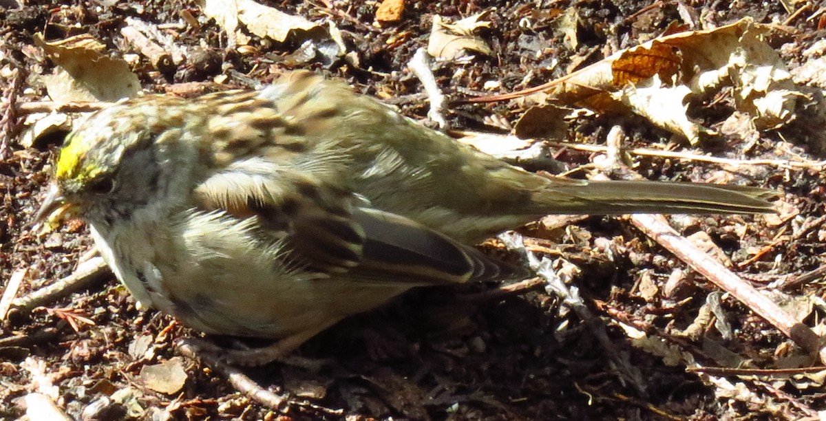 Golden-crowned Sparrow - ML52352451