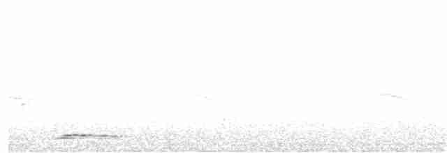 holoubek proužkokrký - ML52352461