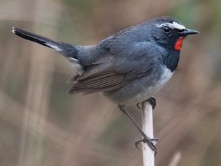  - Himalayan Rubythroat