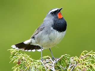 Adulte mâle - Daniel López-Velasco | Ornis Birding Expeditions - ML523527541