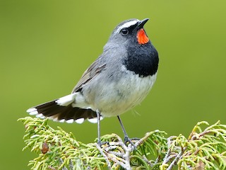 นกเพศผู้เต็มวัย - Daniel López-Velasco | Ornis Birding Expeditions - ML523527541