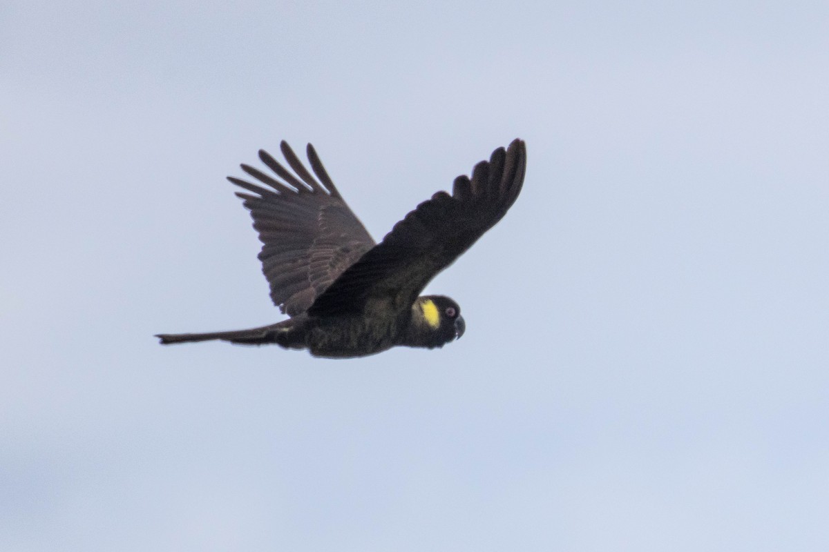 Yellow-tailed Black-Cockatoo - ML523531191