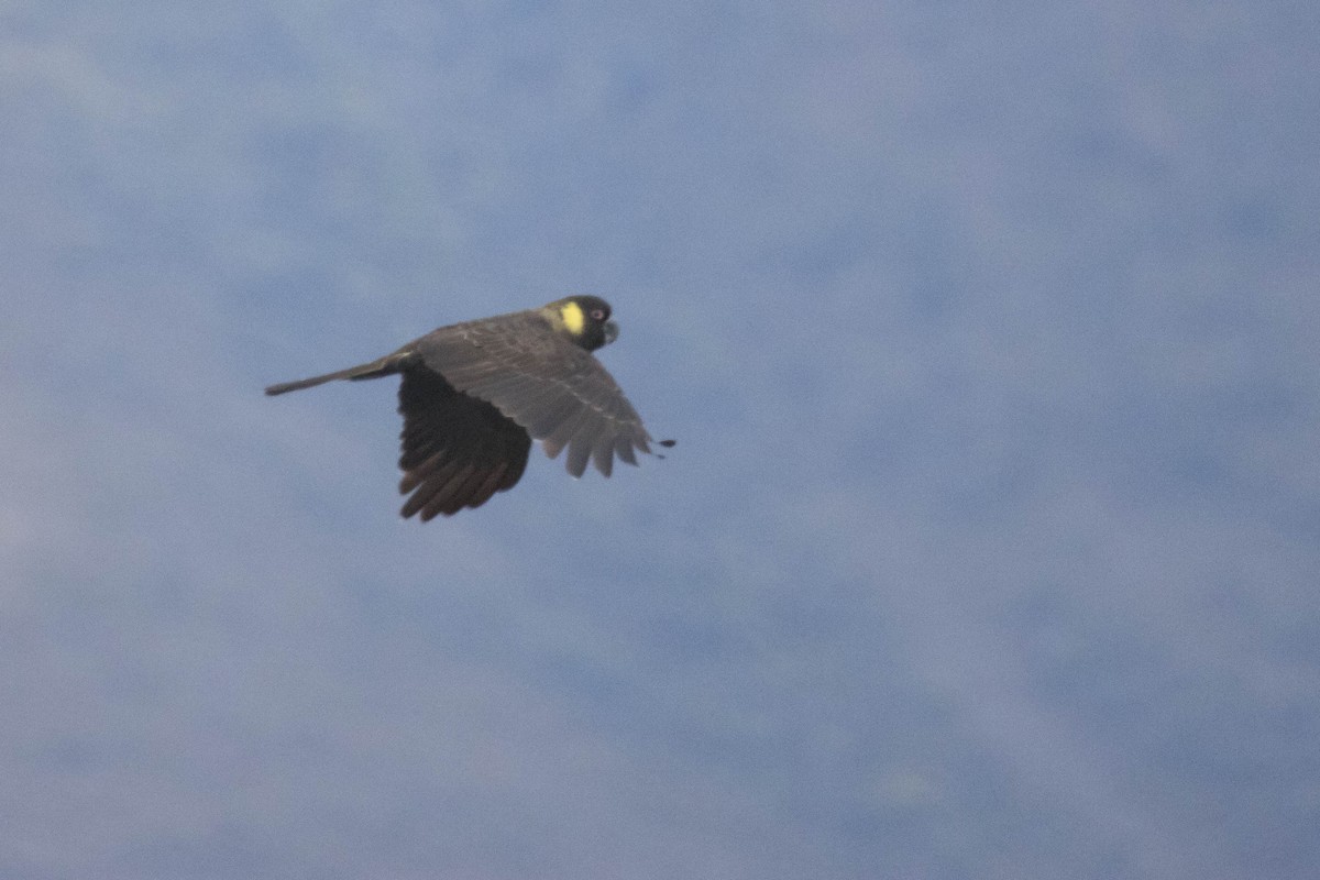 Yellow-tailed Black-Cockatoo - Michael Hooper