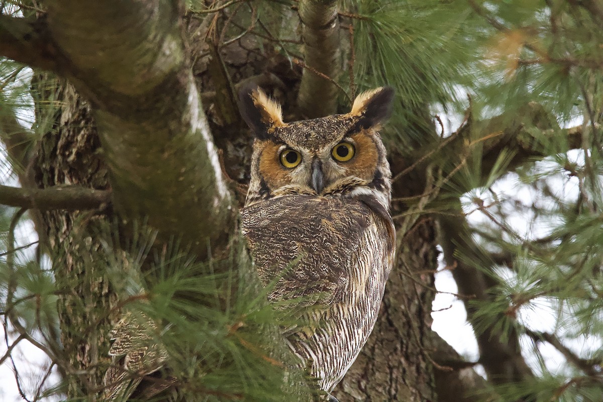 Great Horned Owl - ML523531701