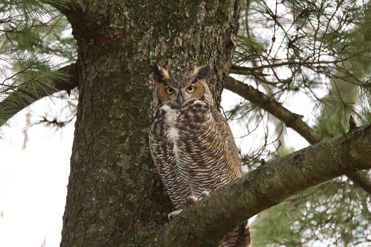 Great Horned Owl - ML523531711