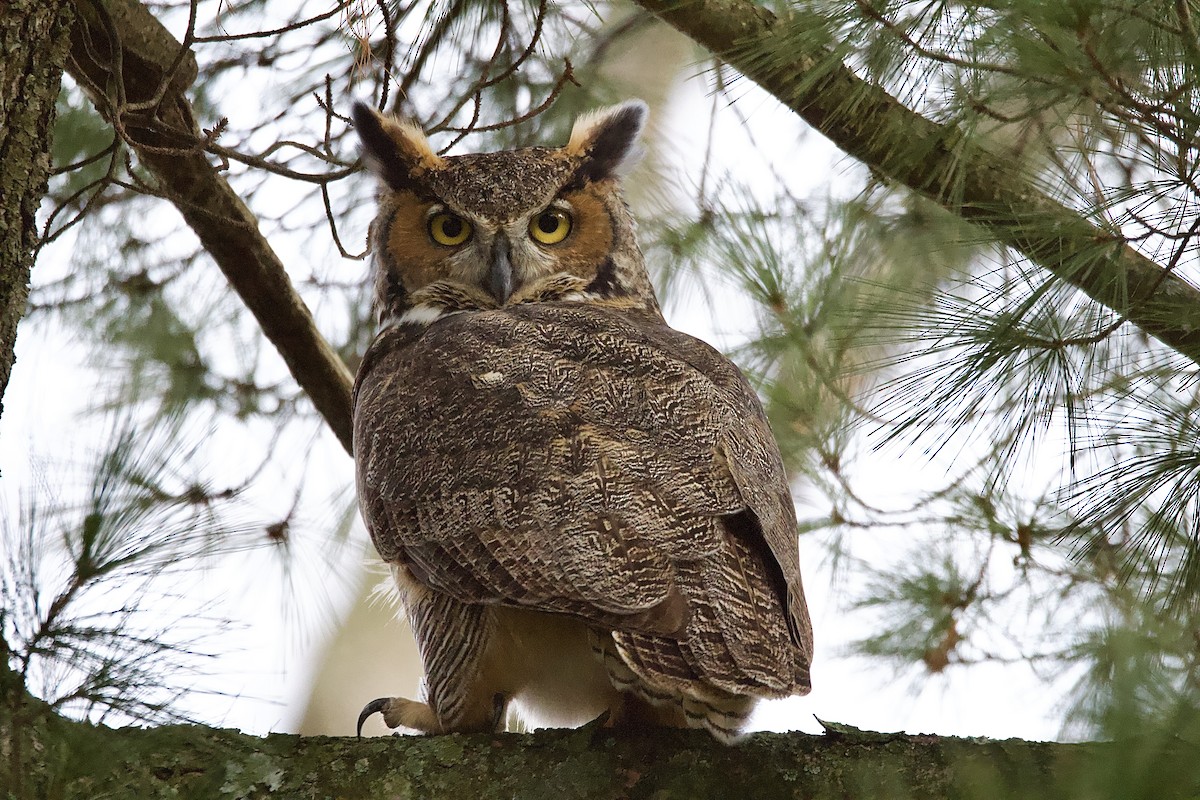 Great Horned Owl - ML523531721