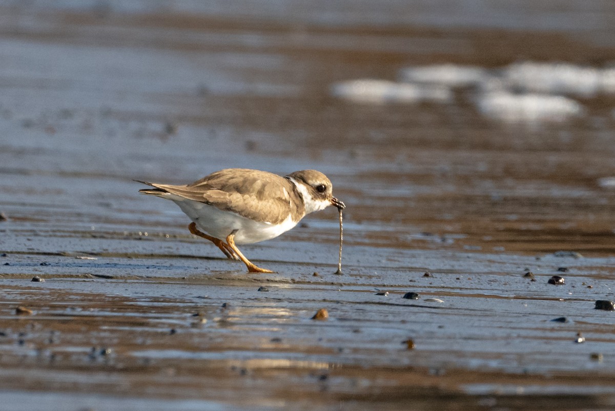 Common Ringed Plover - ML523531991