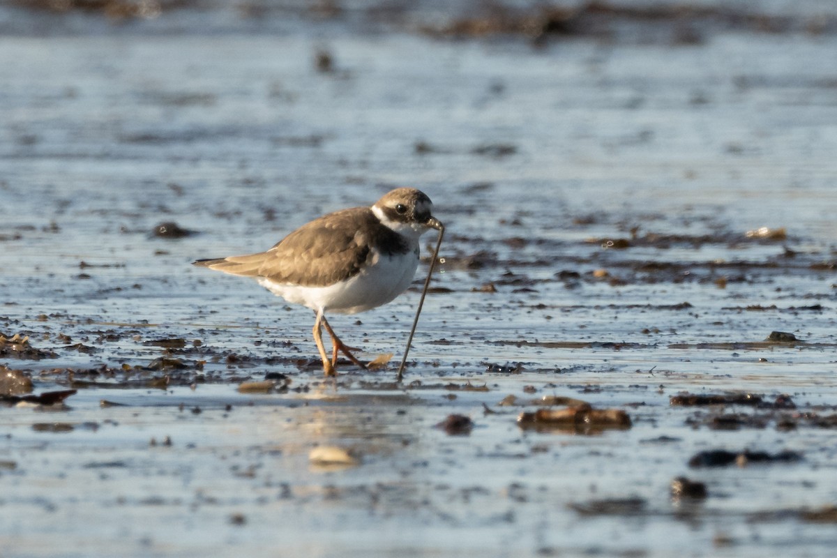 Common Ringed Plover - ML523532001