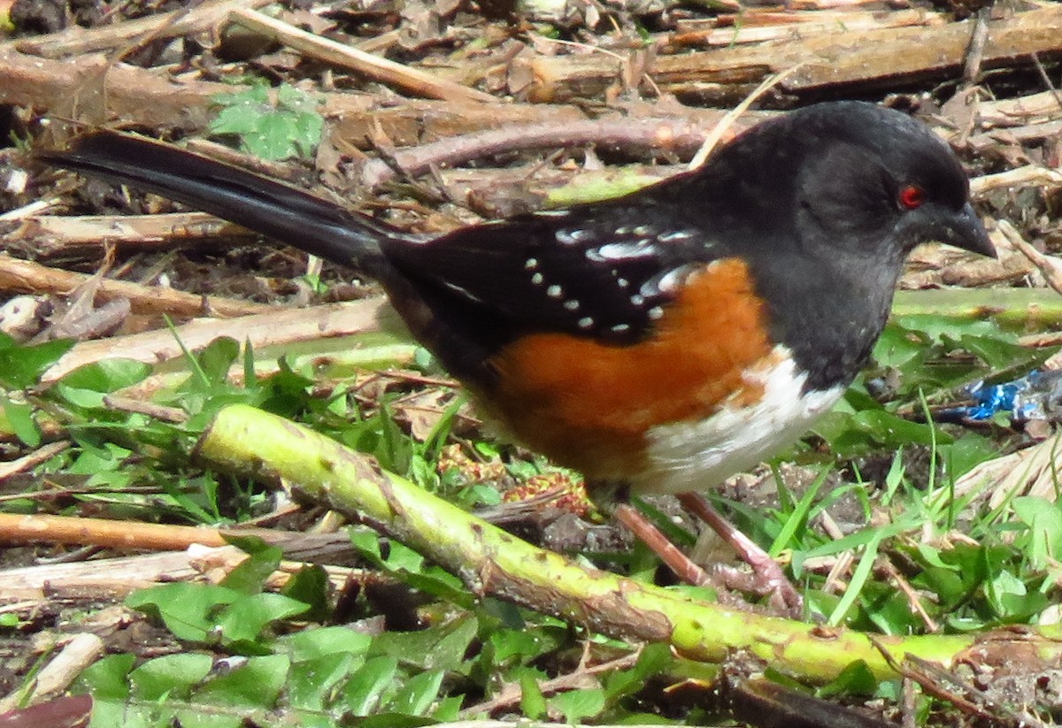 Spotted Towhee - ML52353471
