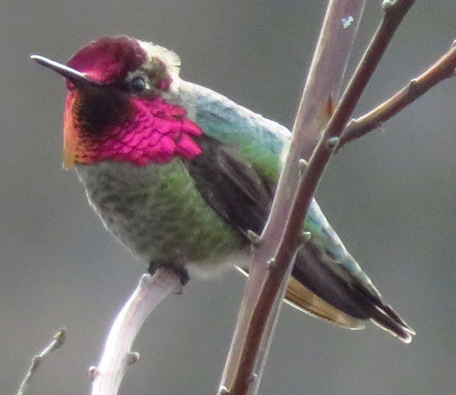 Anna's Hummingbird - ML52353491