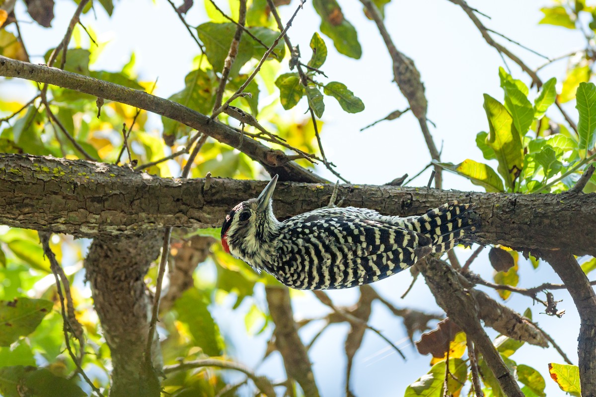 Striped Woodpecker - Jérémy Calvo