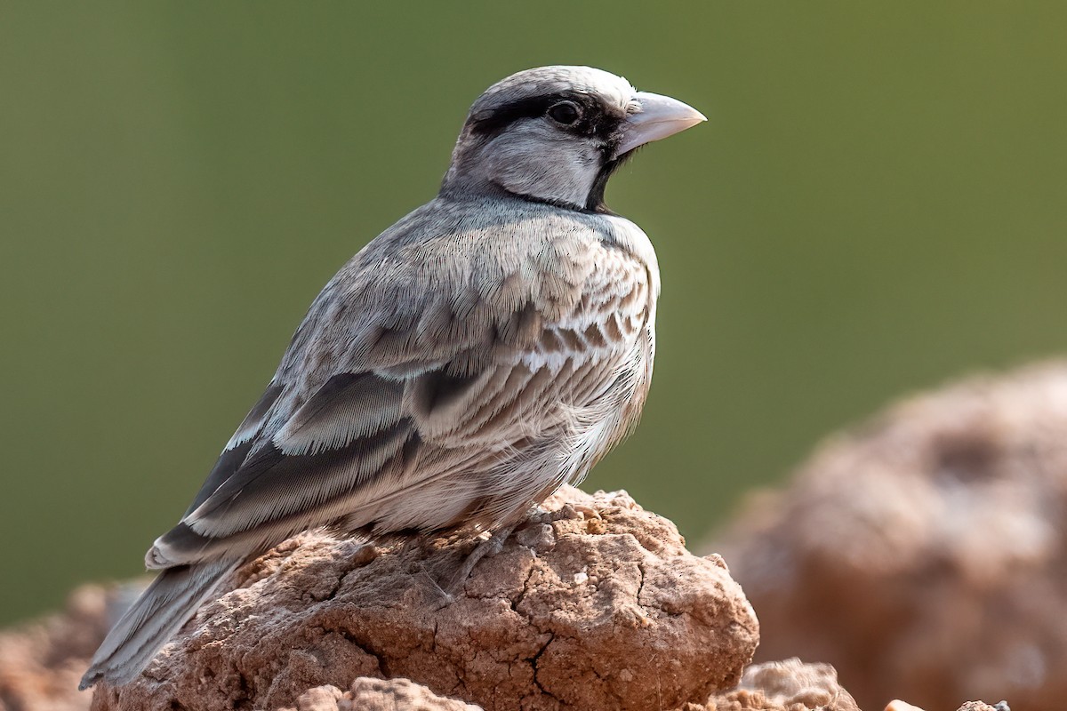 Ashy-crowned Sparrow-Lark - ML523542341