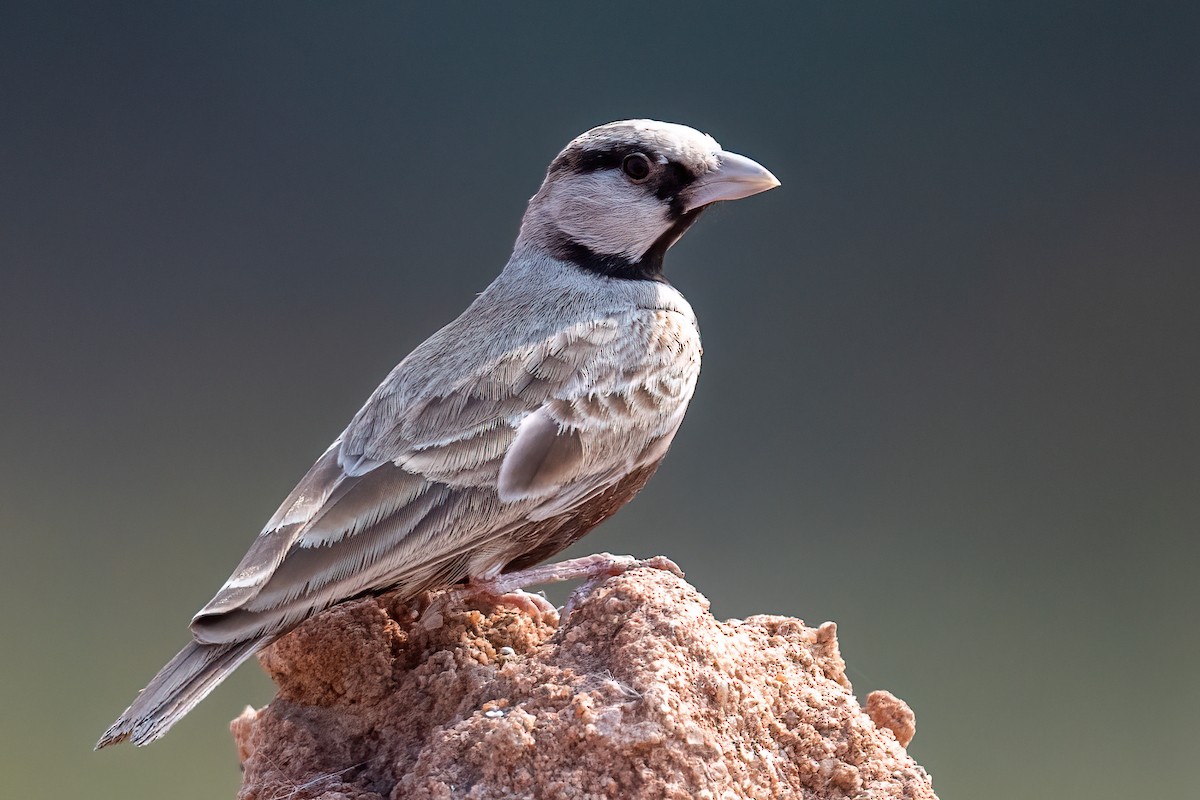 Ashy-crowned Sparrow-Lark - ML523542351