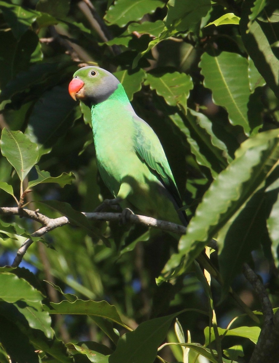 Папужець зеленошиїй - ML52354361