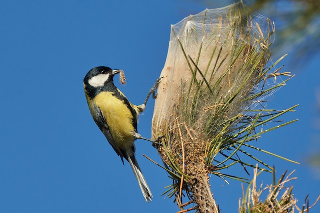 Feeding on a caterpillar. - Great Tit - 