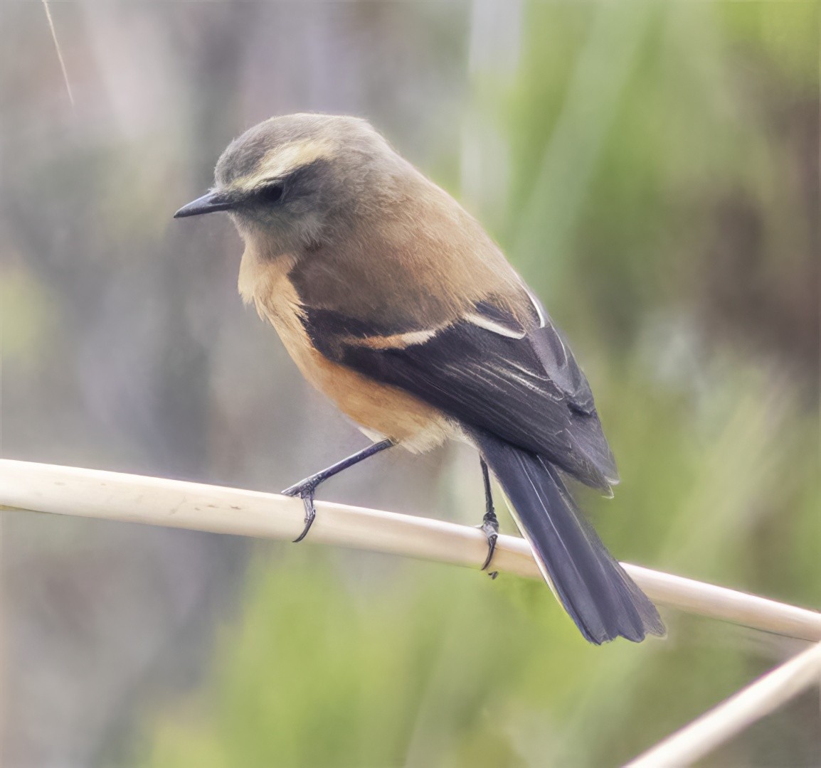 Brown-backed Chat-Tyrant - ML523545171