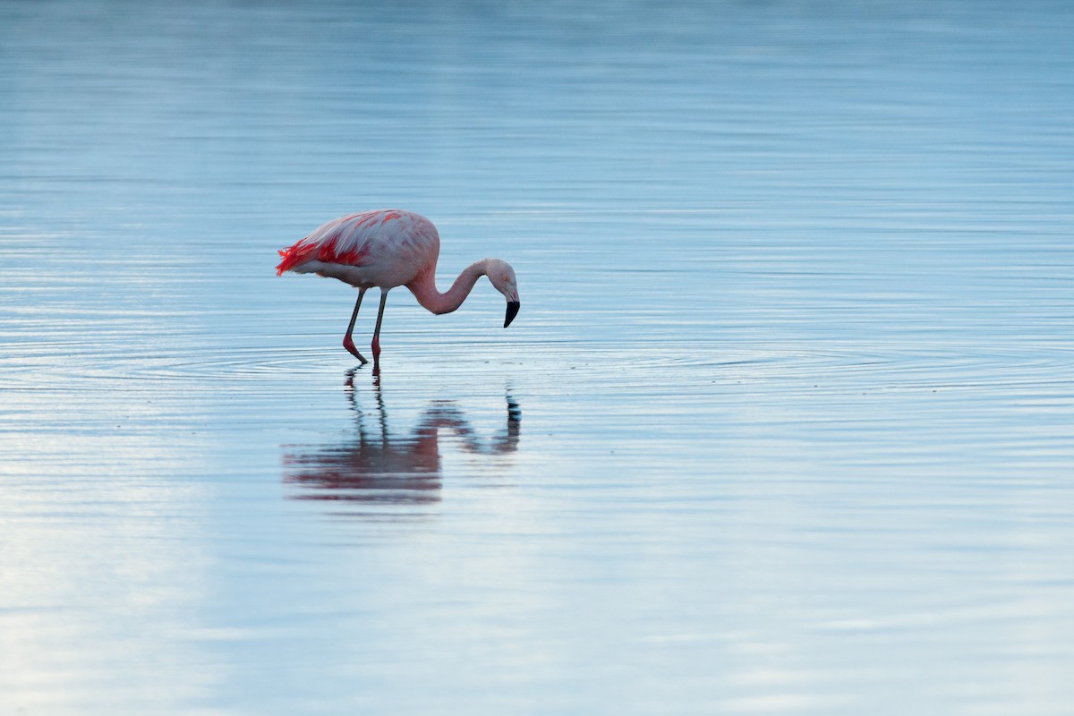 Chilean Flamingo - ML523546311