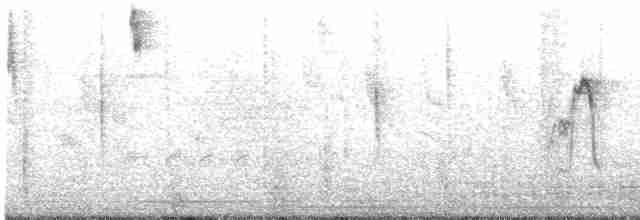 White Wagtail - ML523549811