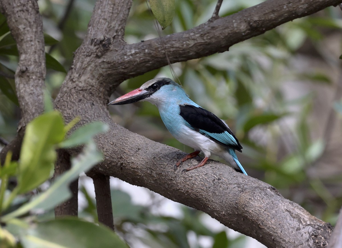 Blue-breasted Kingfisher - ML523550171