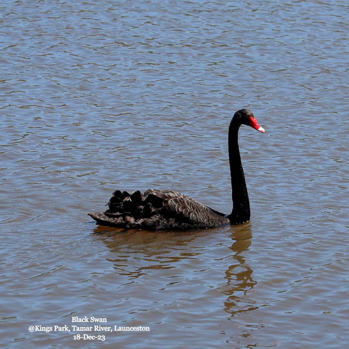 Ebird Australia Checklist Dec Kings Park Launceston