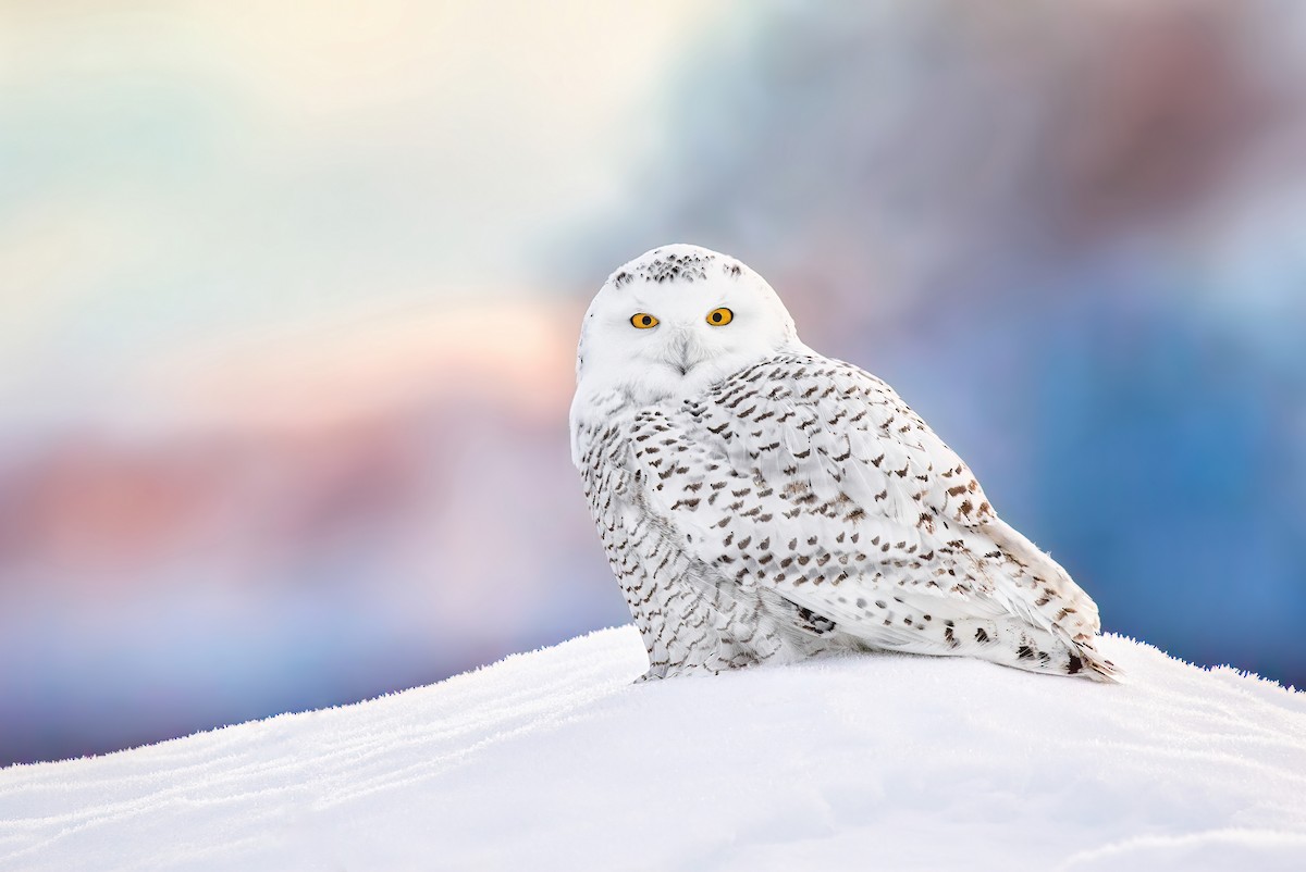 Snowy Owl - ML523563381