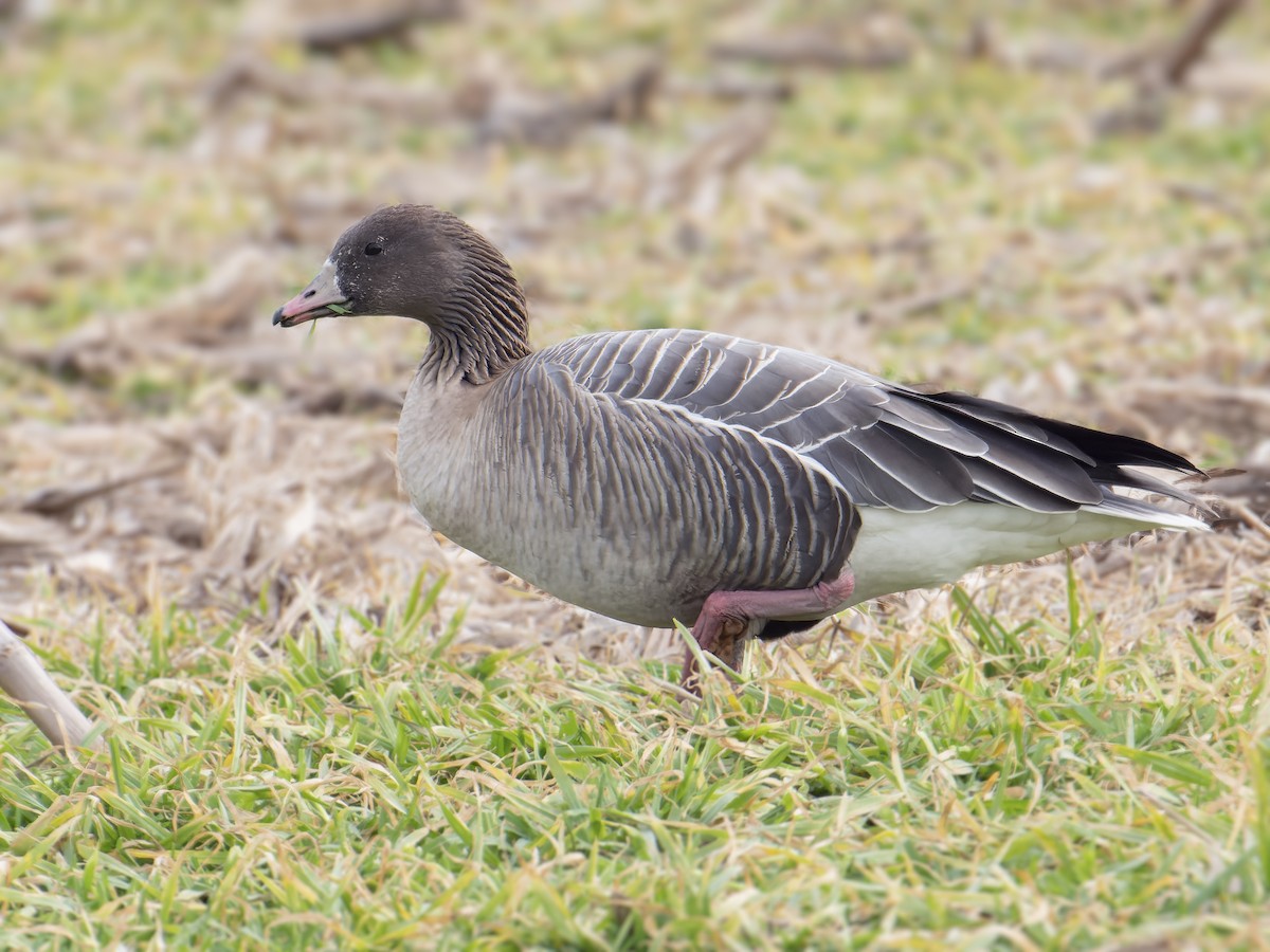 Pink-footed Goose - ML523563851