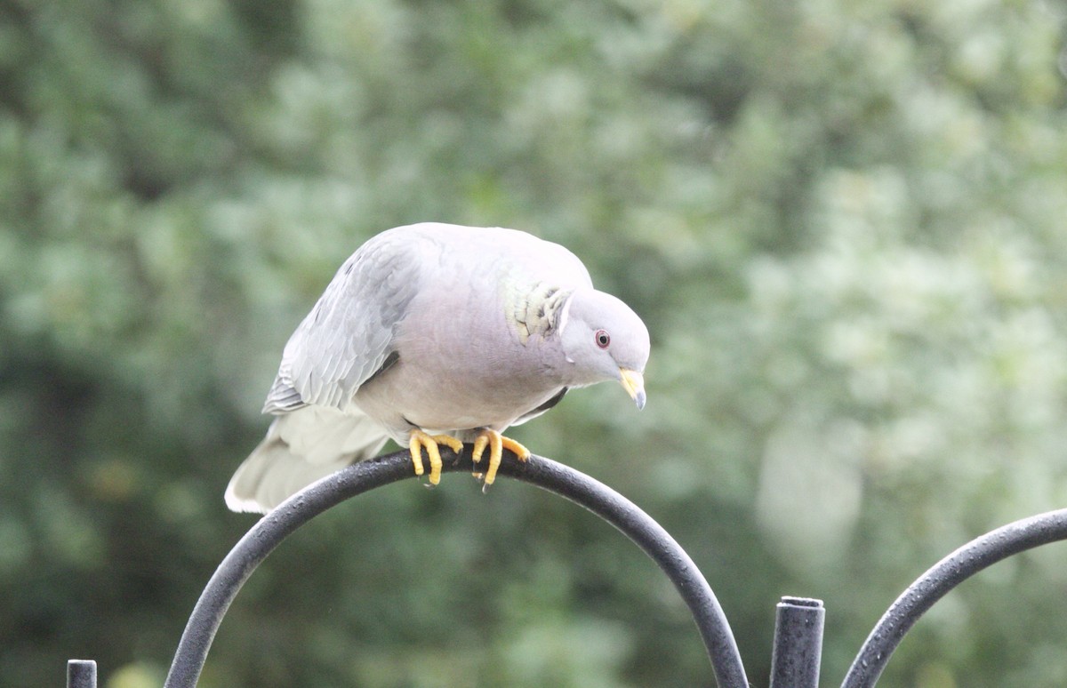 Pigeon à queue barrée - ML52356491