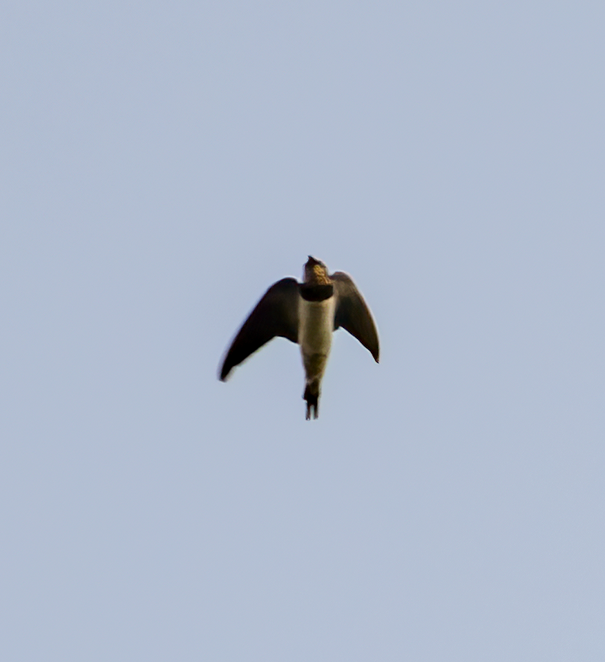 Barn Swallow - ML523567271