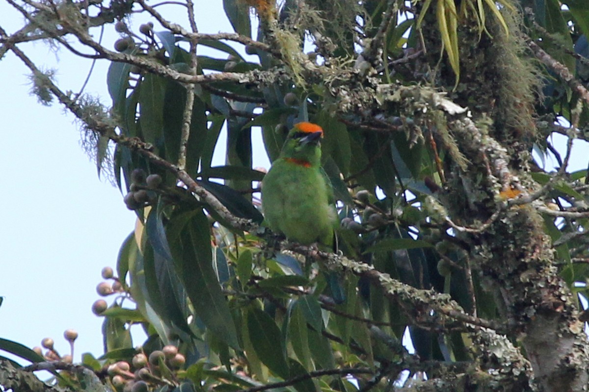 Flame-fronted Barbet - ML52356841