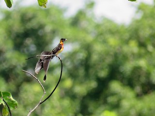  - Broad-tailed Paradise-Whydah