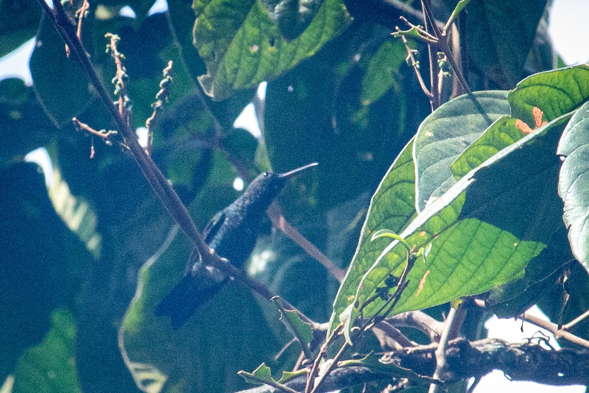 Steely-vented Hummingbird - ML523572091