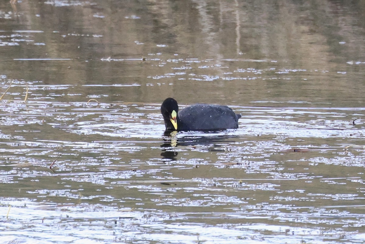 Red-gartered Coot - ML523572281