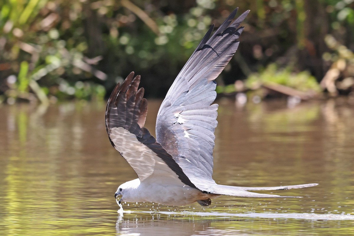 Swallow-tailed Kite - ML523576511