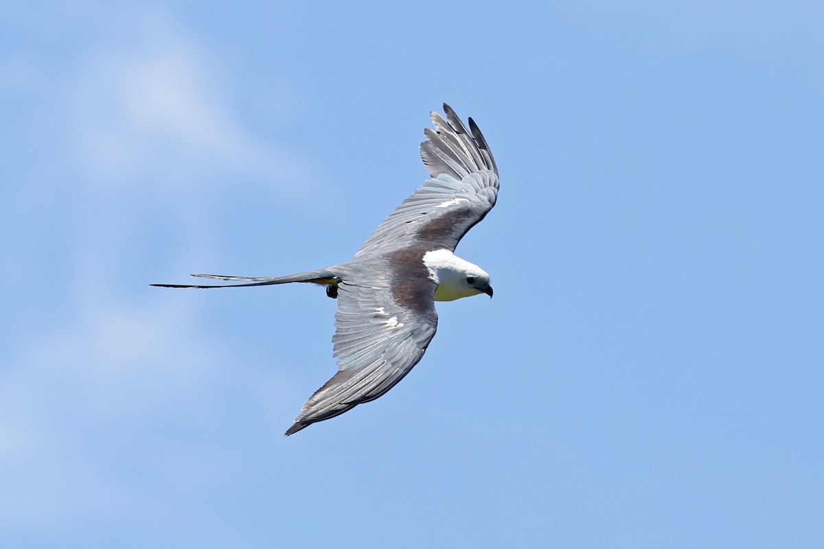 Swallow-tailed Kite - ML523576521
