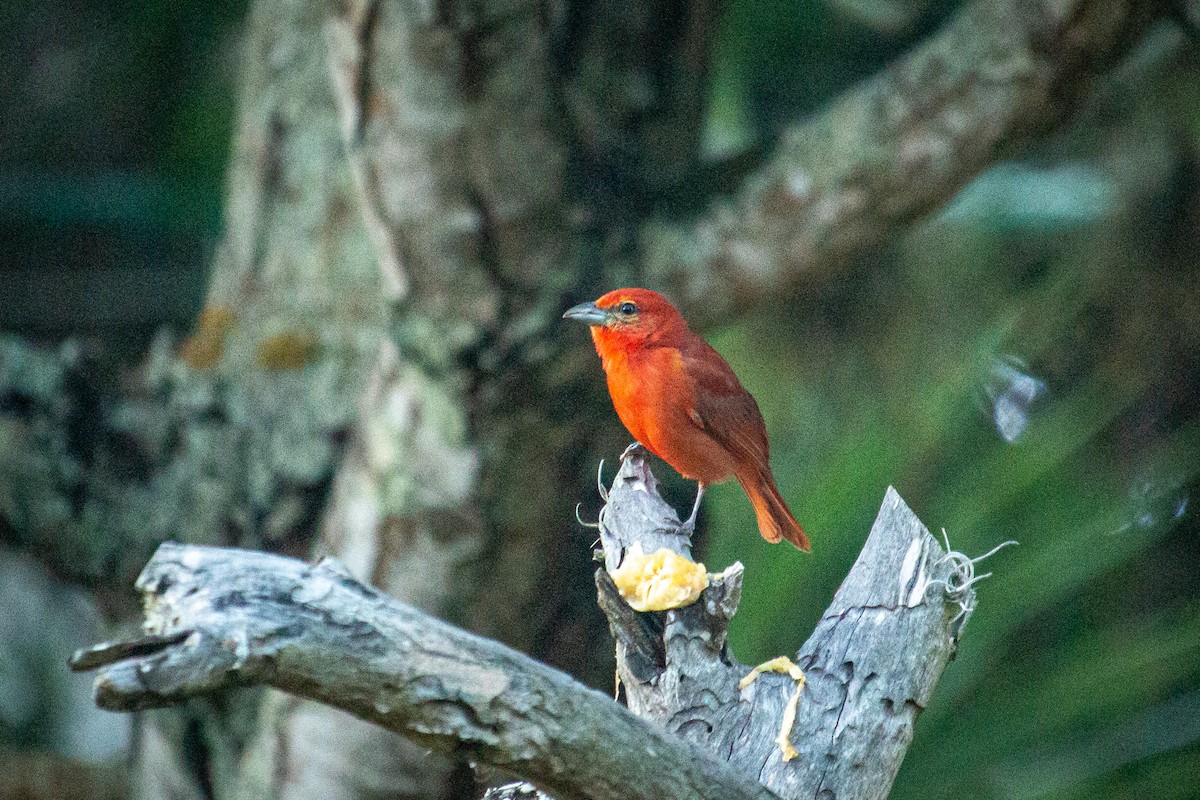 Hepatic Tanager - ML523576551