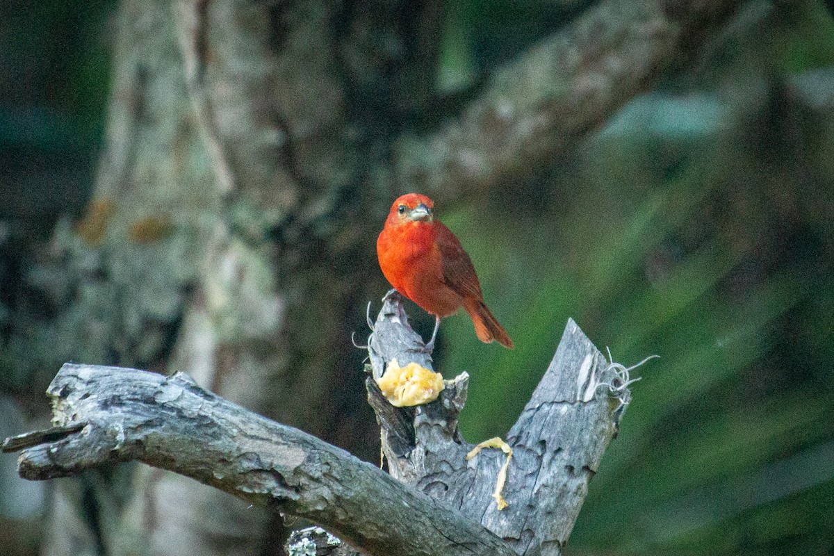 Hepatic Tanager - ML523576561