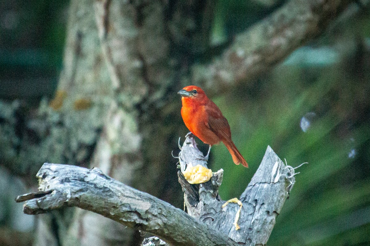 Hepatic Tanager - ML523576571