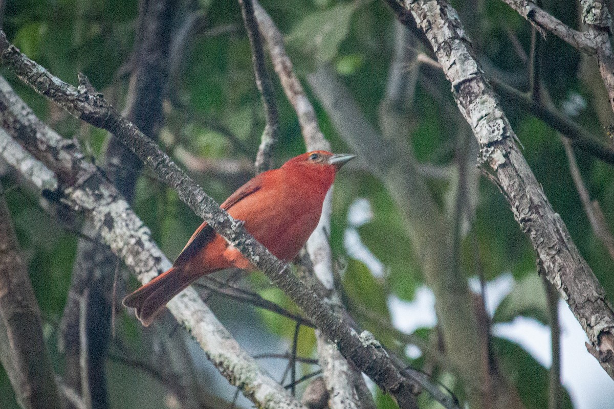 Hepatic Tanager - ML523576581