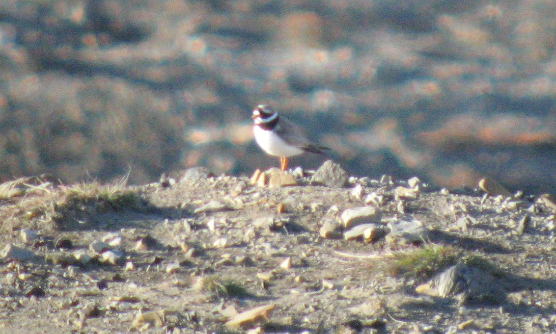 Common Ringed Plover - ML523579401