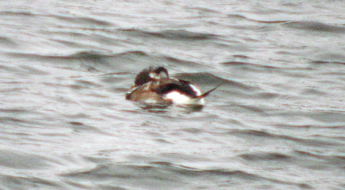 Long-tailed Duck - ML523583291