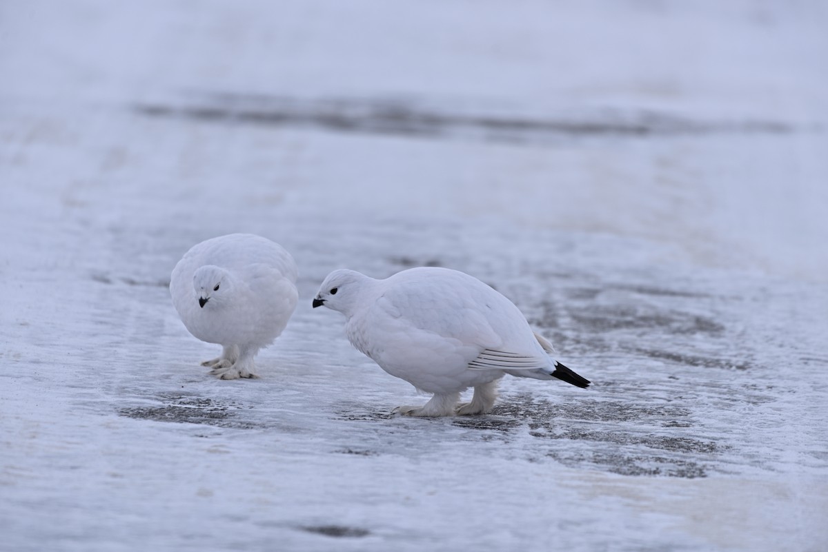 Ebird Canada Checklist Jan Hvgb Canadian Forces Base Species