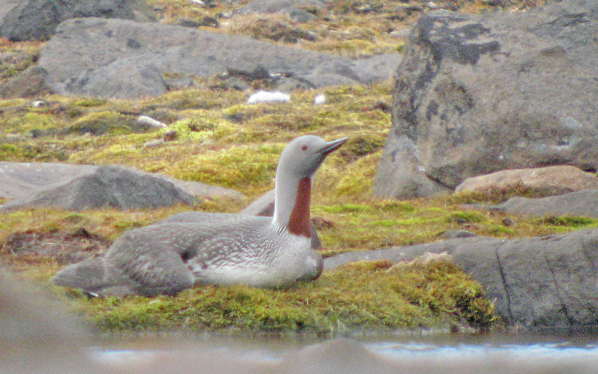 Red-throated Loon - ML523583571