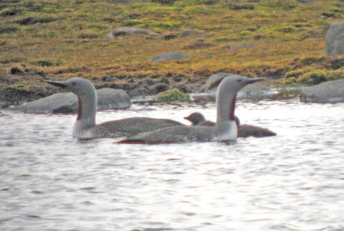 Red-throated Loon - ML523583581