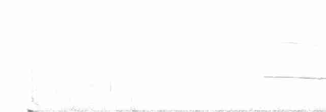 Magellanic Oystercatcher - ML523584021