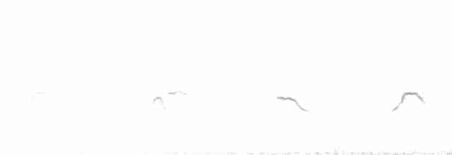 White-bridled Finch (Fuegian) - ML523584431