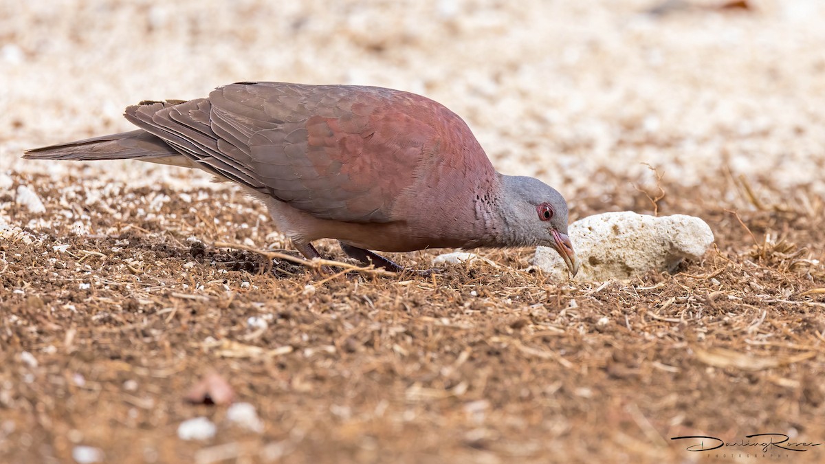 Мадагаскарский голубь - ML523585301