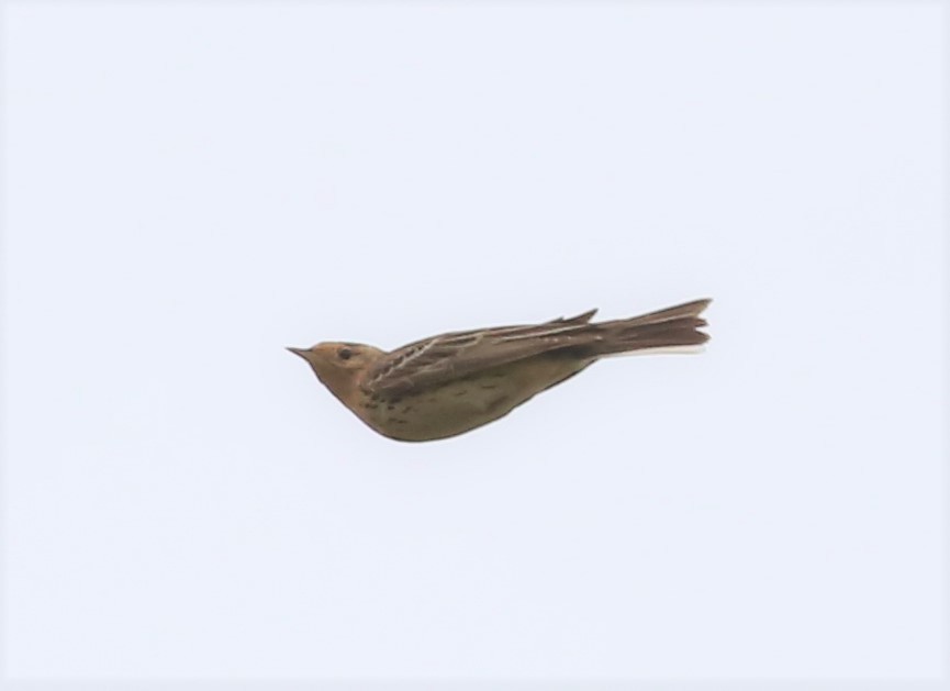 Red-throated Pipit - ML523590931