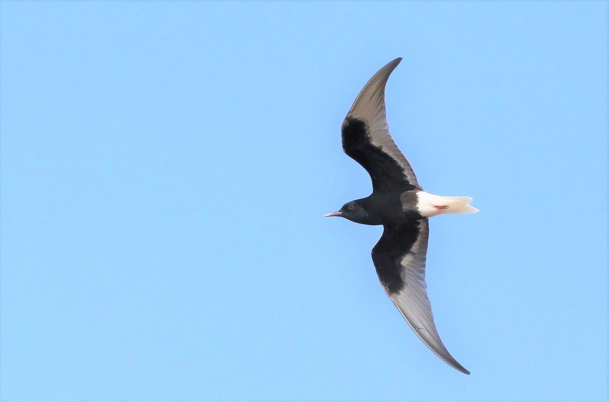 White-winged Tern - ML523594991