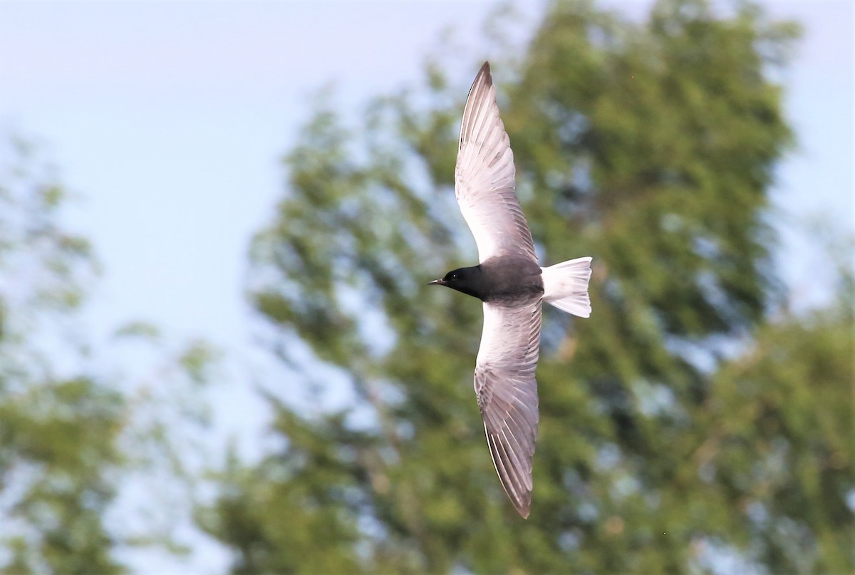 White-winged Tern - ML523595001
