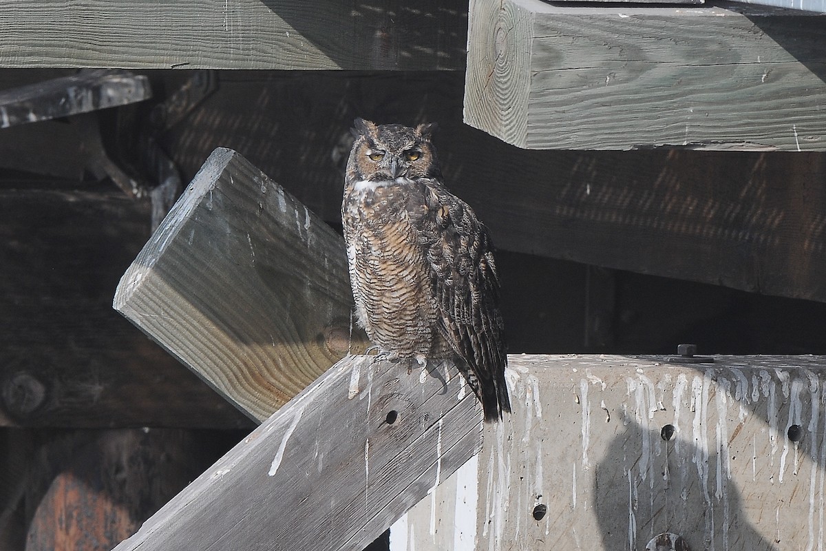 Great Horned Owl - ML523607191